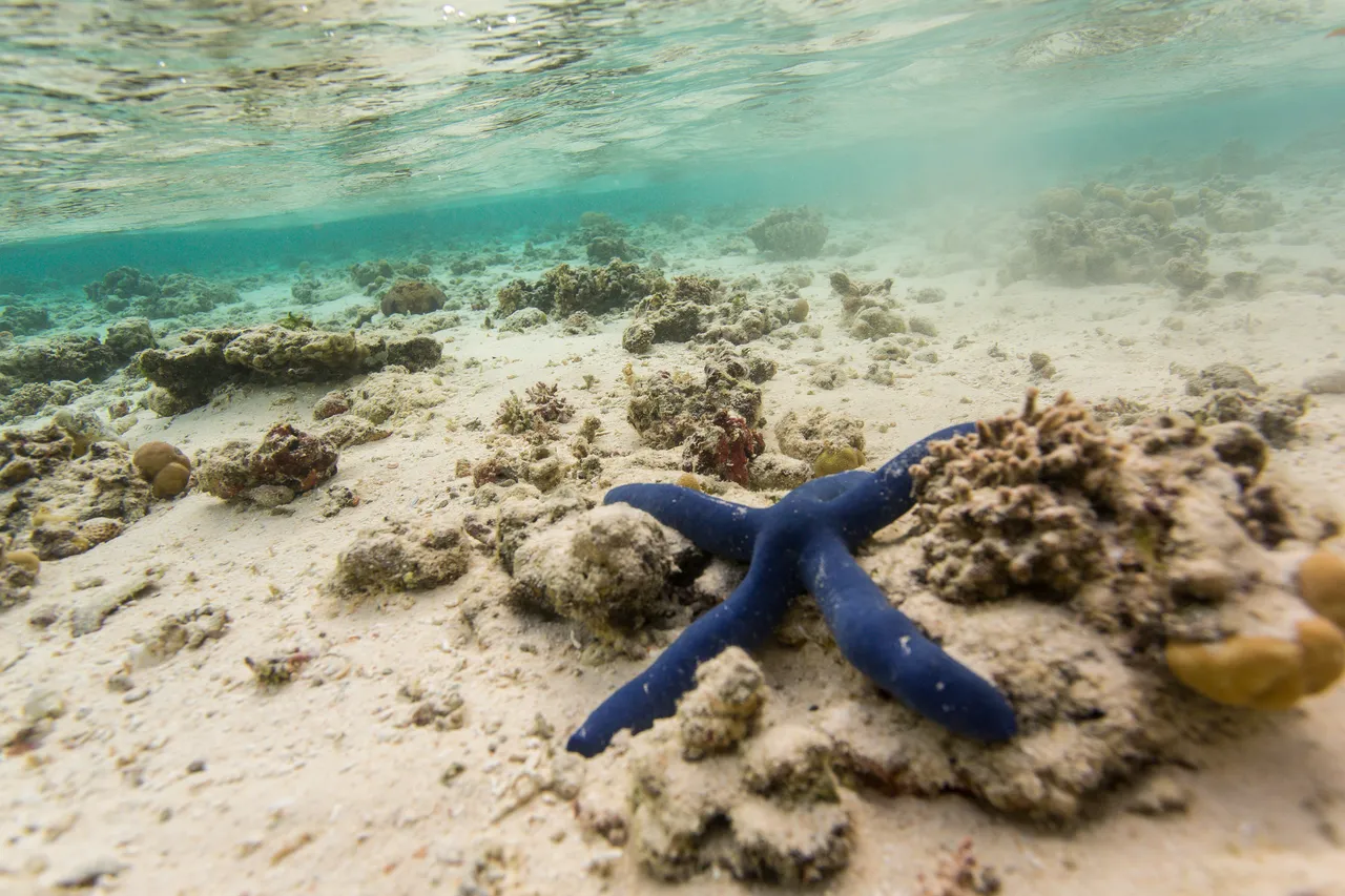 20150508-Jonathan Irish-Tonga-_99A6202