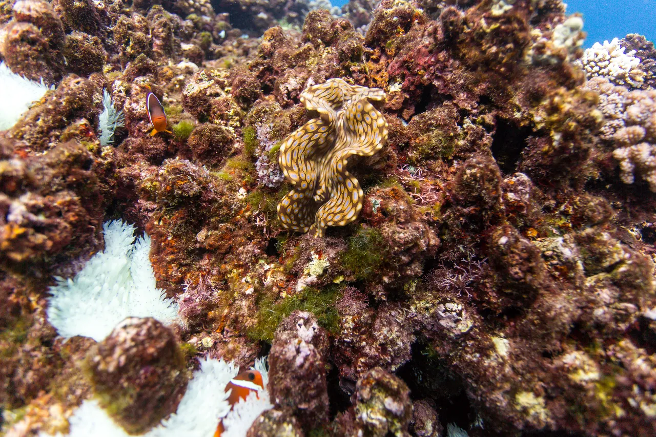20150508-Jonathan Irish-Tonga-_99A4850