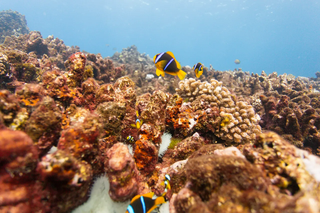 20150508-Jonathan Irish-Tonga-_99A4753