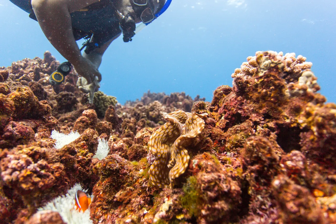 20150508-Jonathan Irish-Tonga-_99A4832