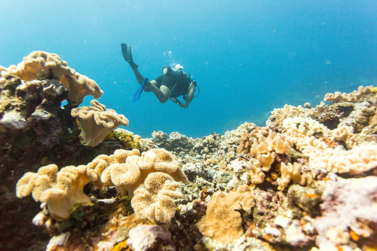 20150508-Jonathan Irish-Tonga-_99A4699
