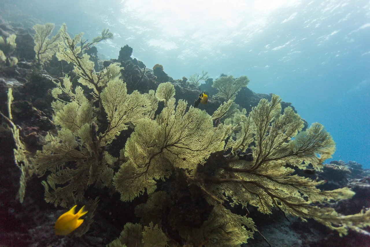 20150508-Jonathan Irish-Tonga-_99A4638
