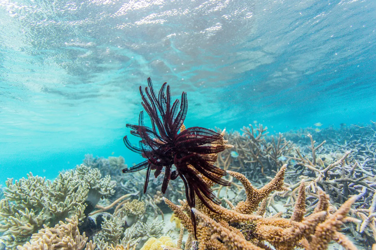 20150515-Jonathan Irish-Solomon Islands-_99A8474