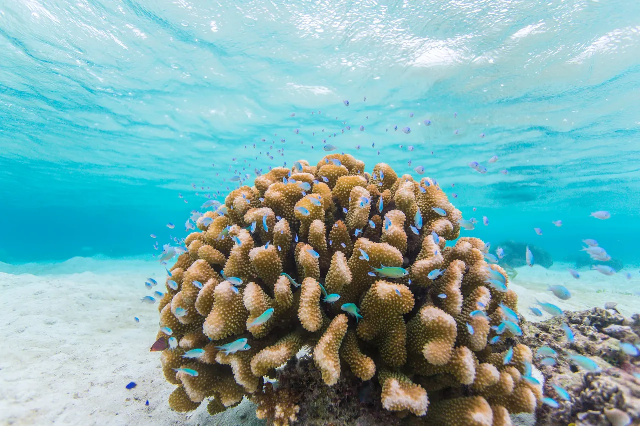 20150515-Jonathan Irish-Solomon Islands-_99A8515