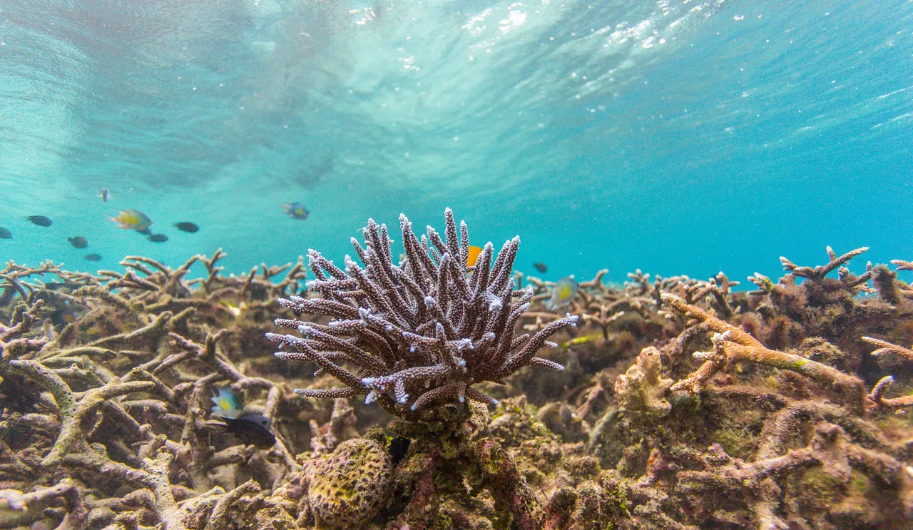 20150515-Jonathan Irish-Solomon Islands-_99A8407