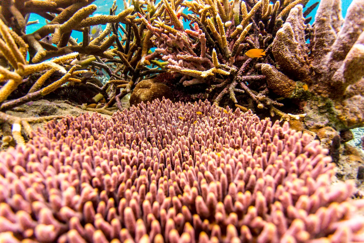 20150515-Jonathan Irish-Solomon Islands-_99A8298