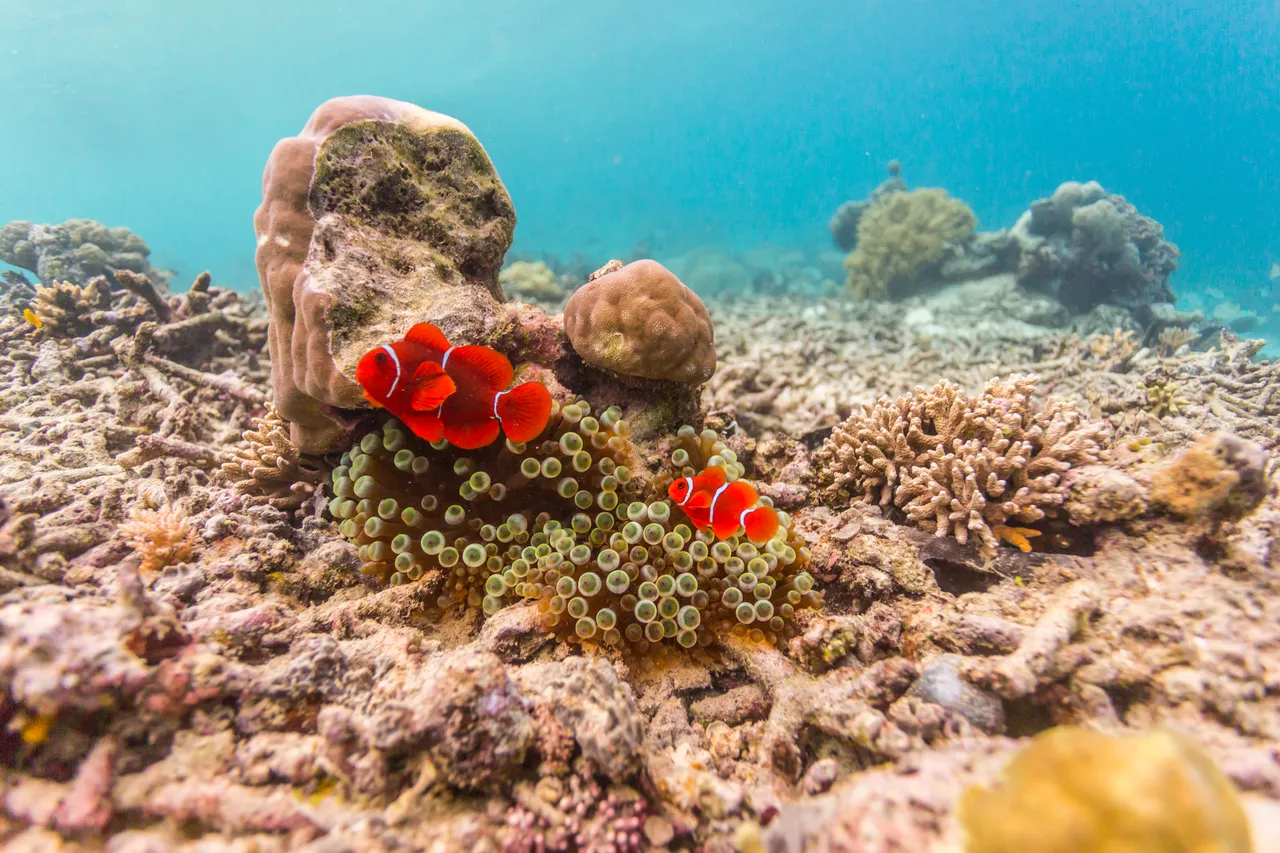 20150515-Jonathan Irish-Solomon Islands-_99A8332