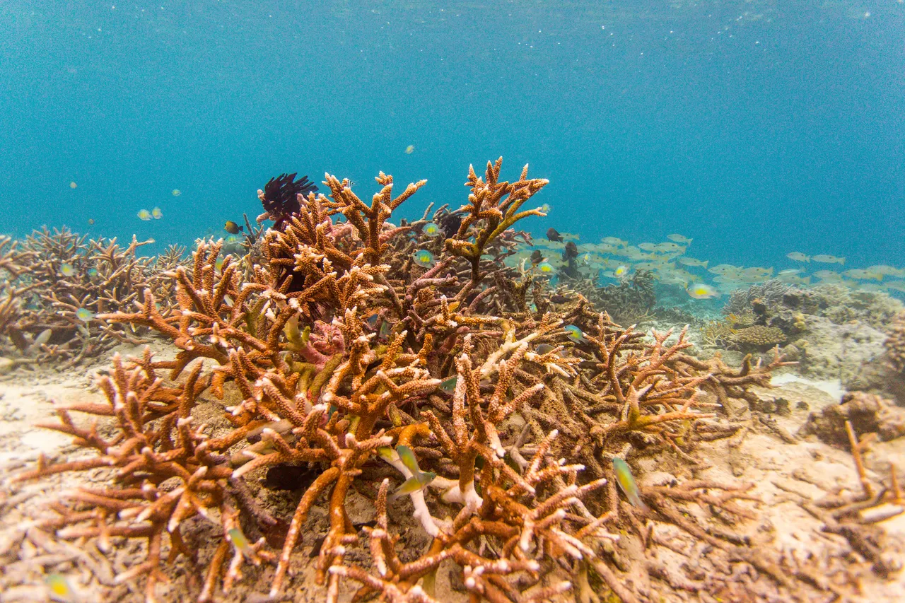 20150515-Jonathan Irish-Solomon Islands-_99A8327