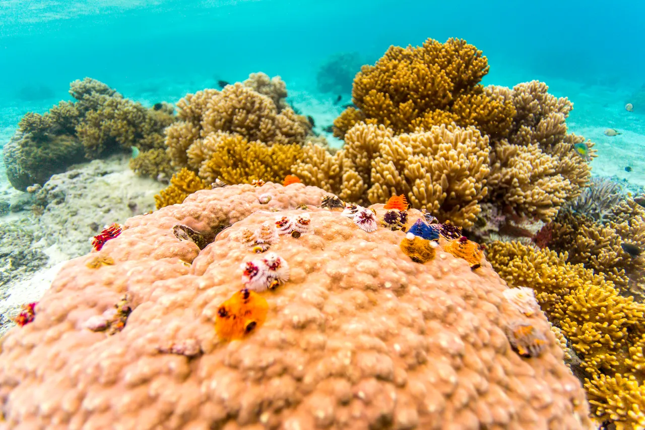 20150515-Jonathan Irish-Solomon Islands-_99A8323