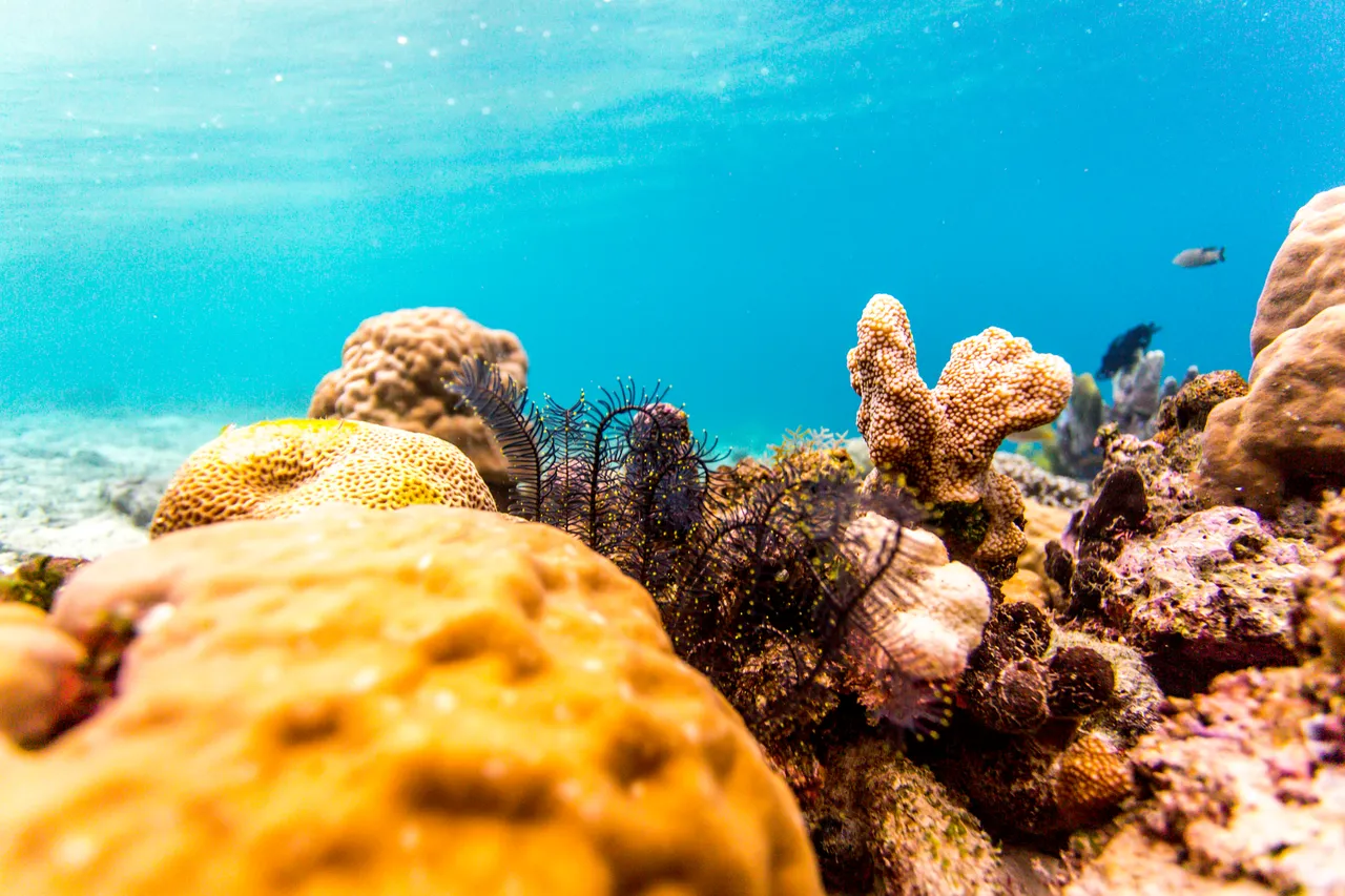 20150515-Jonathan Irish-Solomon Islands-_99A8237