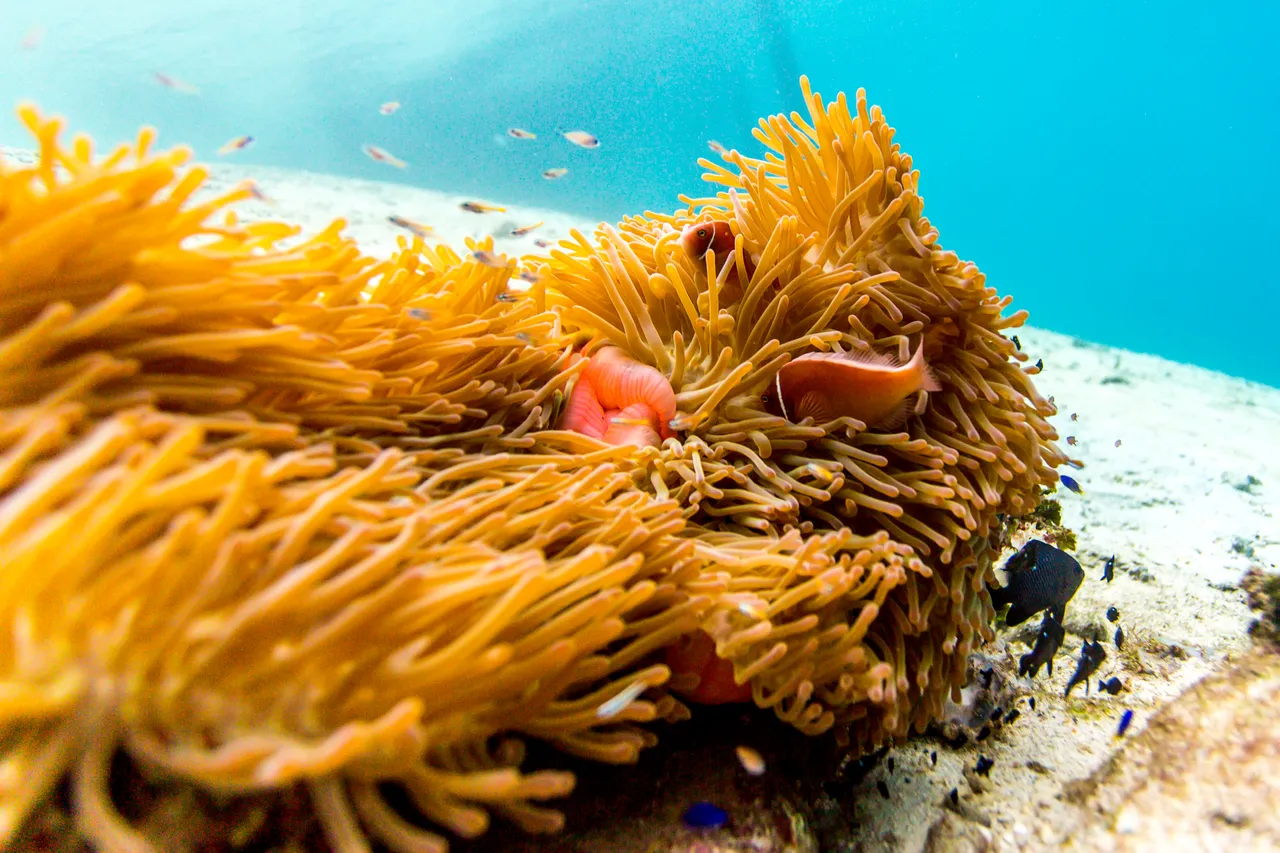 20150515-Jonathan Irish-Solomon Islands-_99A8212