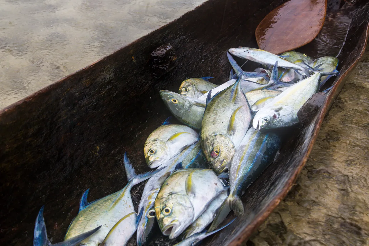 20150515-Jonathan Irish-Solomon Islands-_99A8132