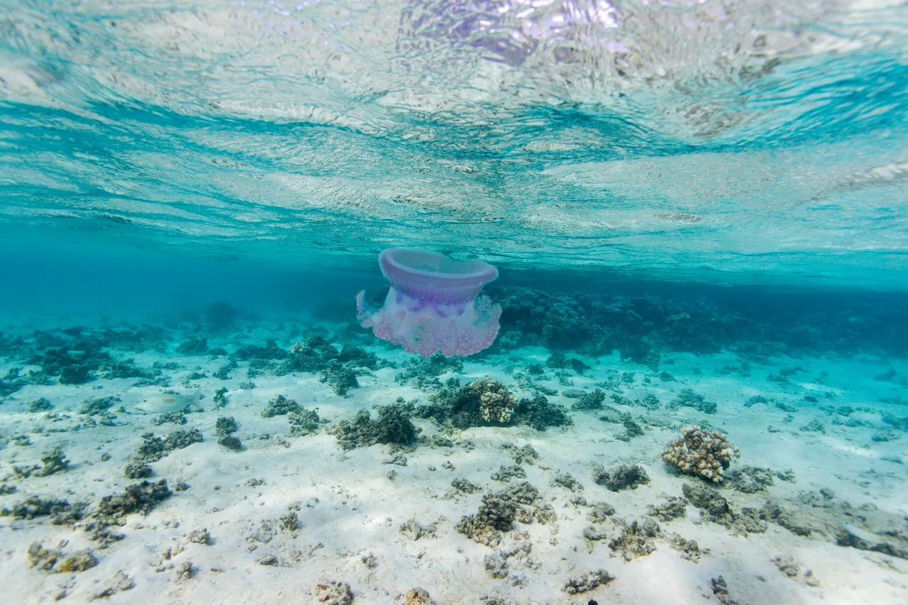 20150508-Jonathan Irish-Tonga-_99A6655