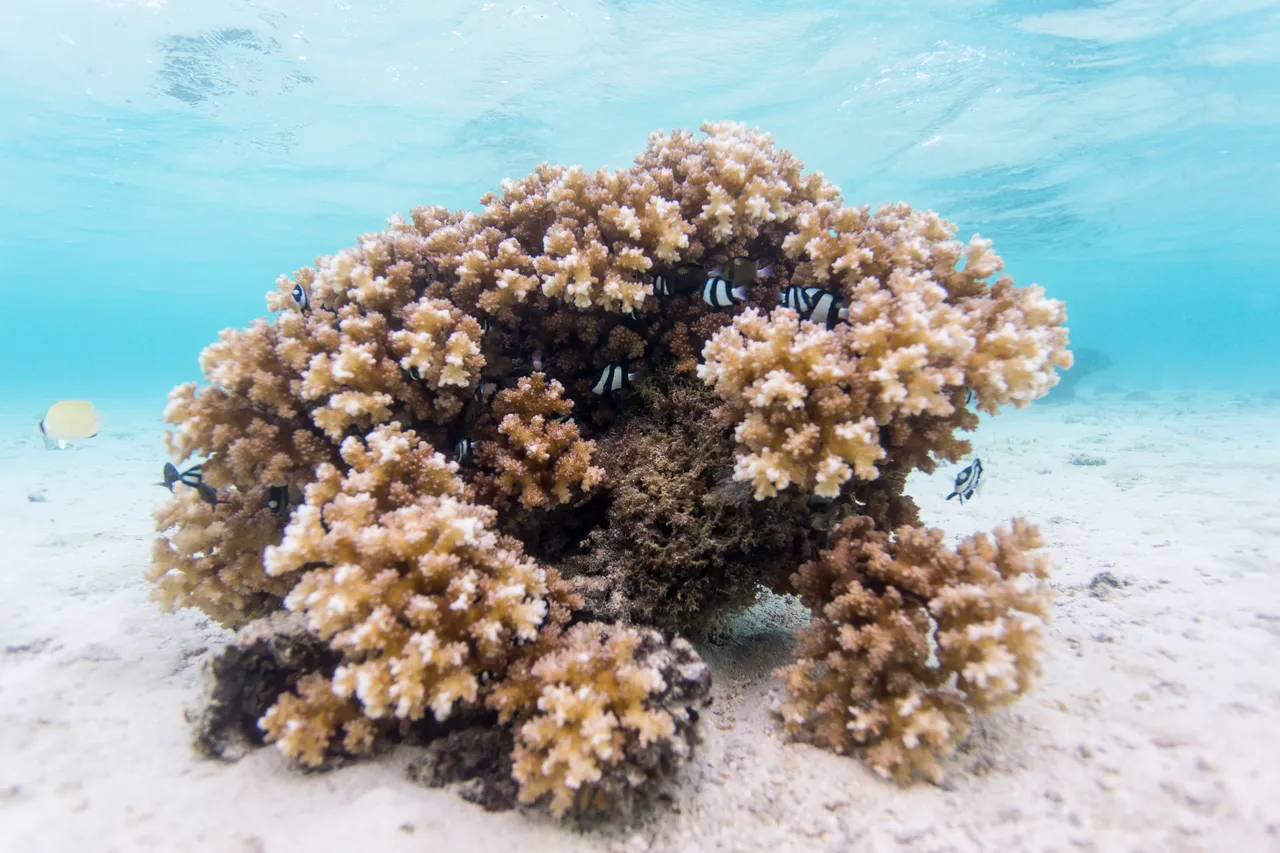 20150508-Jonathan Irish-Tonga-_99A6562