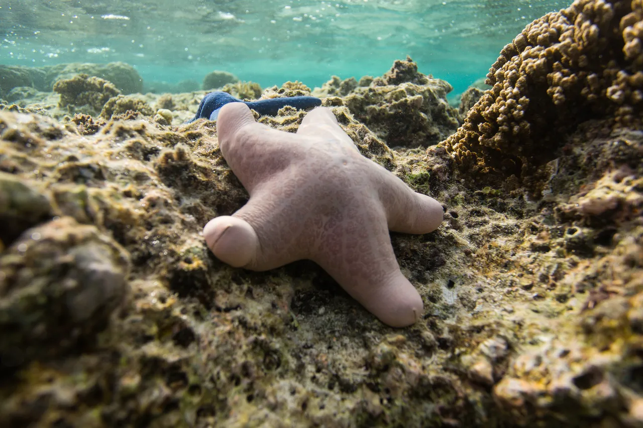 20150508-Jonathan Irish-Tonga-_99A6489
