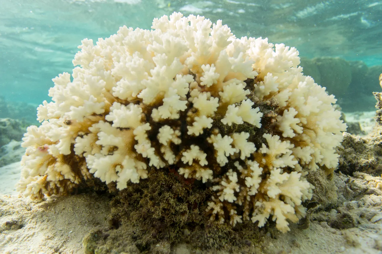 20150508-Jonathan Irish-Tonga-_99A6428