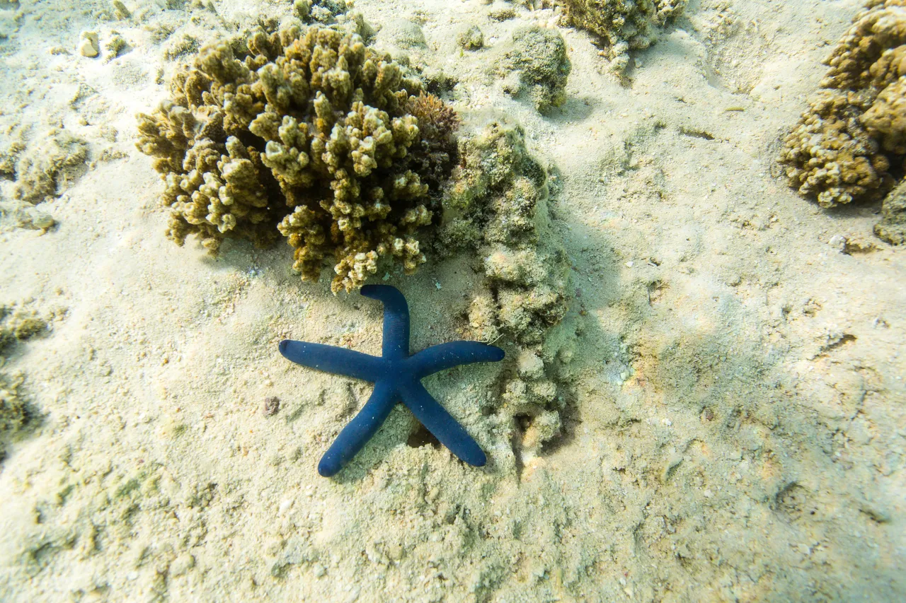 20150508-Jonathan Irish-Tonga-_99A6326