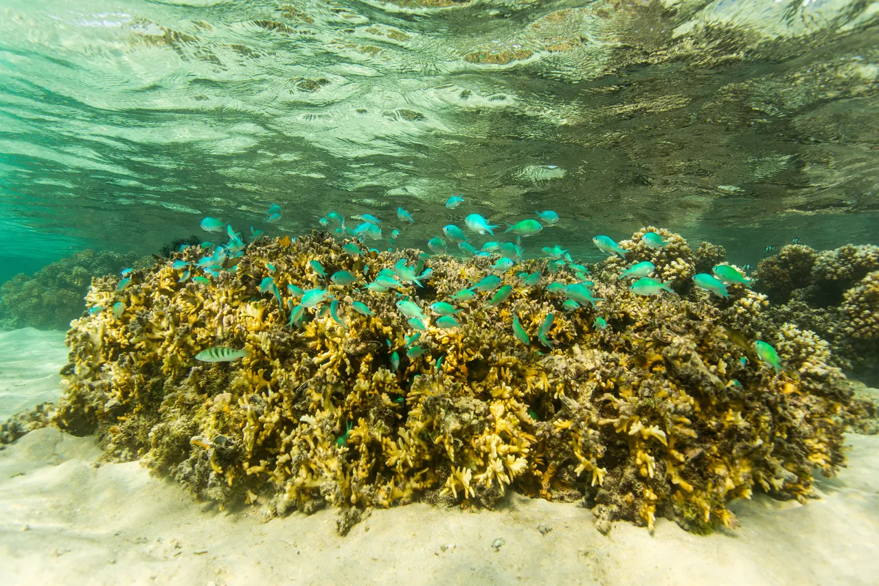 20150508-Jonathan Irish-Tonga-_99A6351