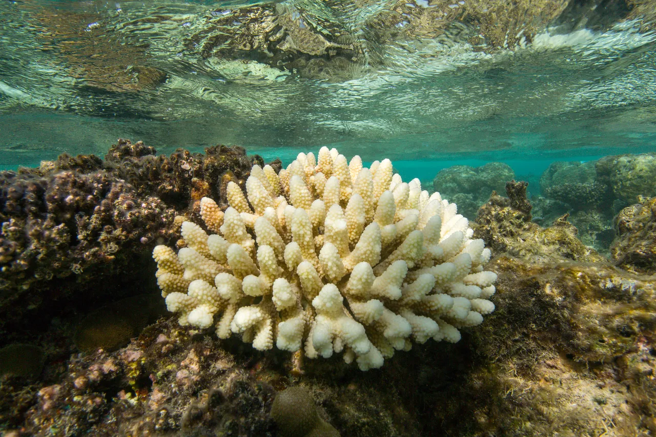 20150508-Jonathan Irish-Tonga-_99A6426