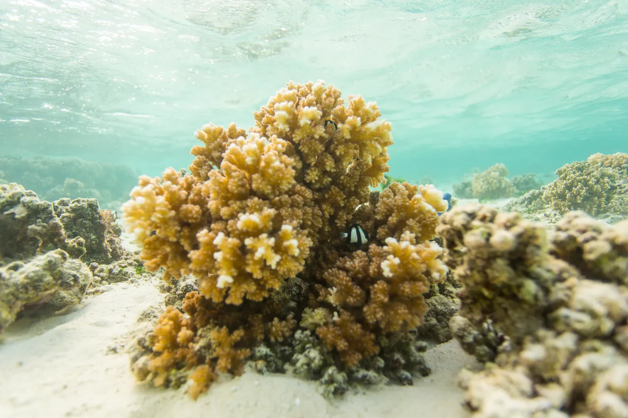 20150508-Jonathan Irish-Tonga-_99A6308