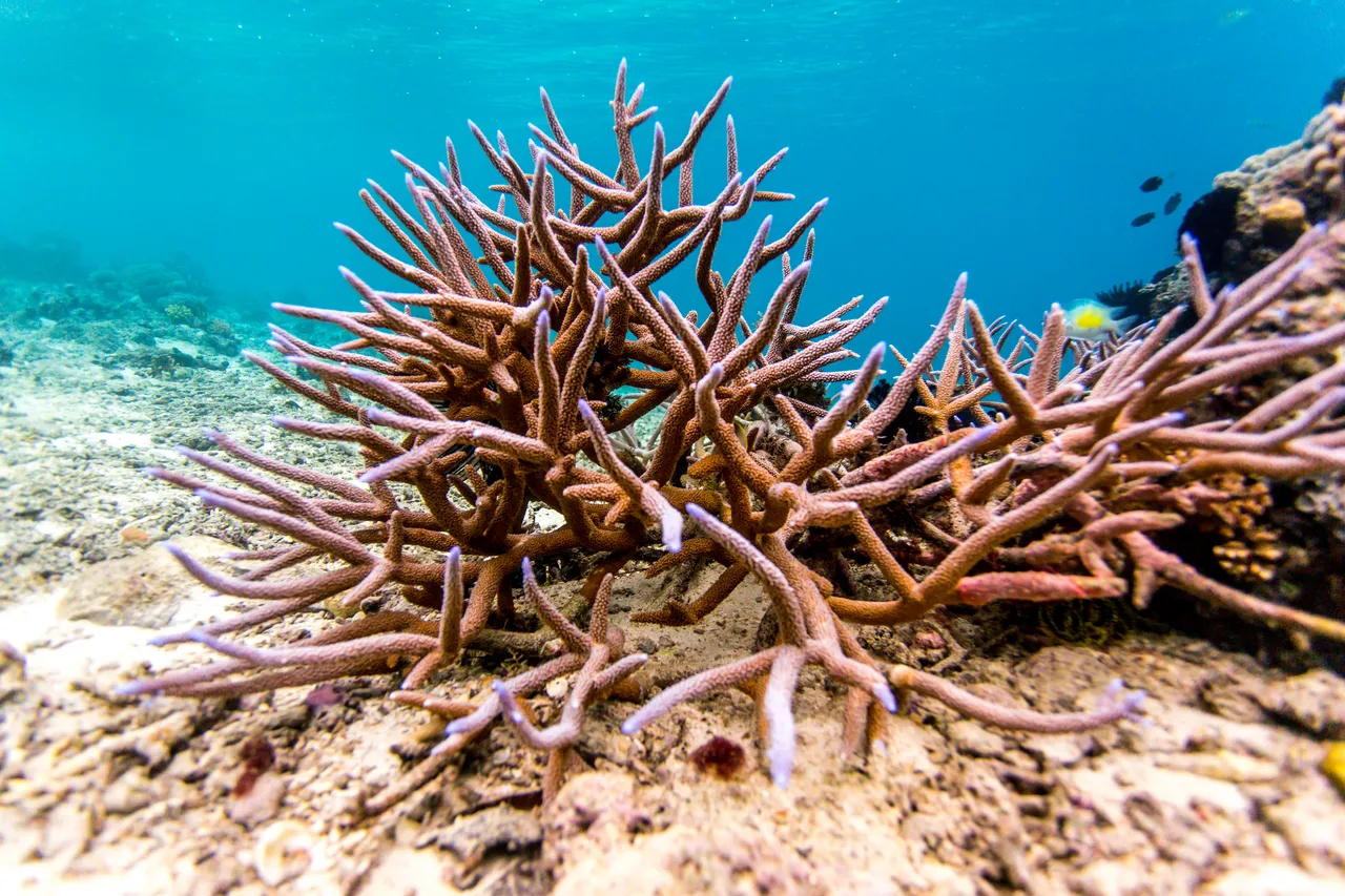 20150515-Jonathan Irish-Solomon Islands-_99A8244