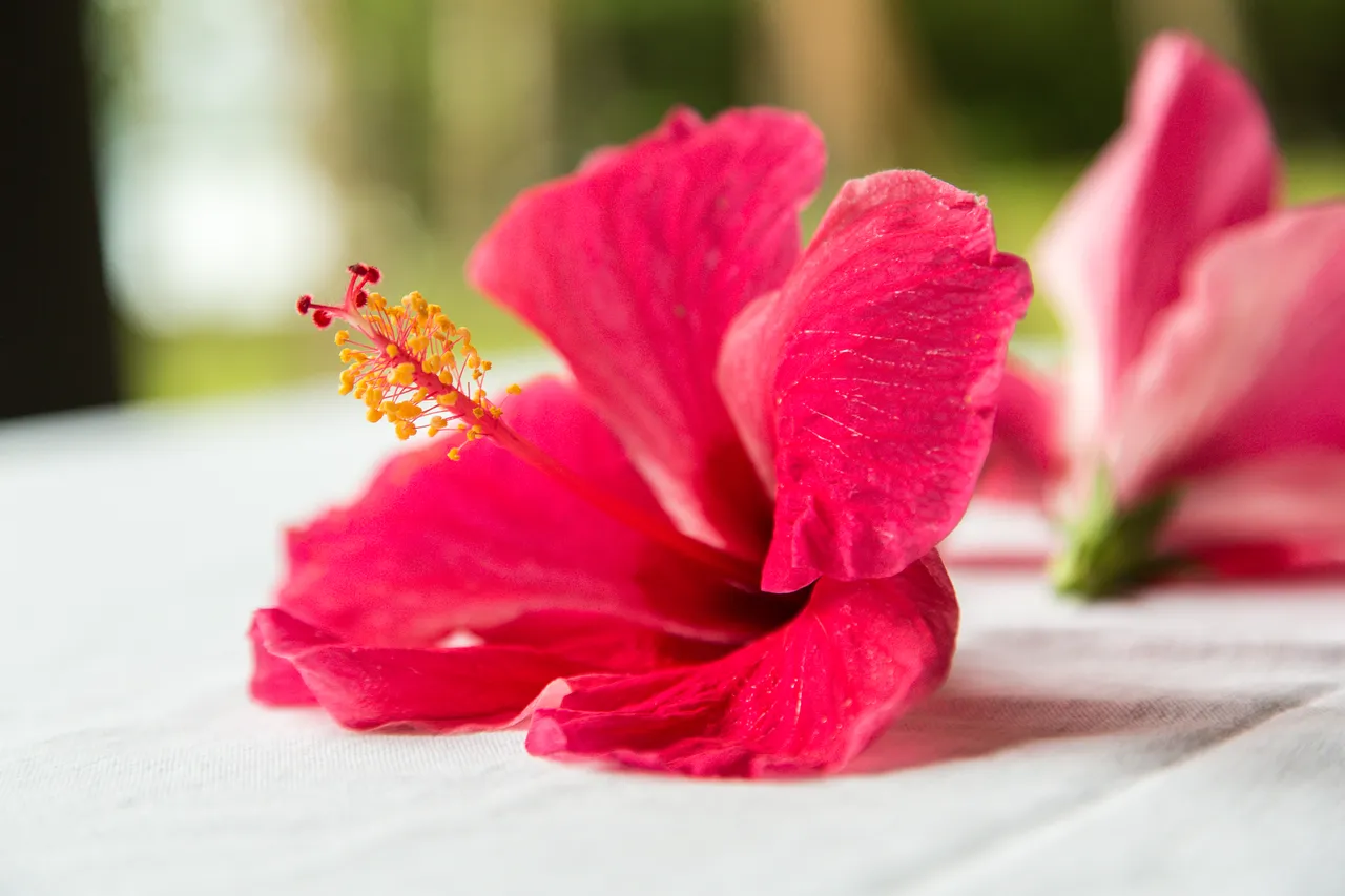 20150513-Jonathan Irish-Solomon Islands-_99A7881