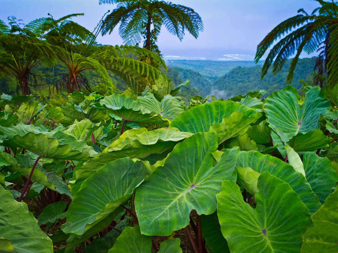SPTO(SAMOA)_035_DK_2013