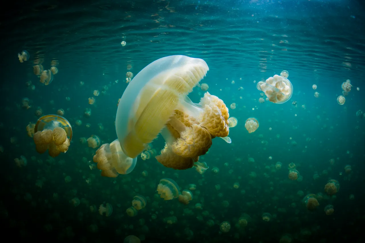 SPTO(PALAU)_013_DK_2013