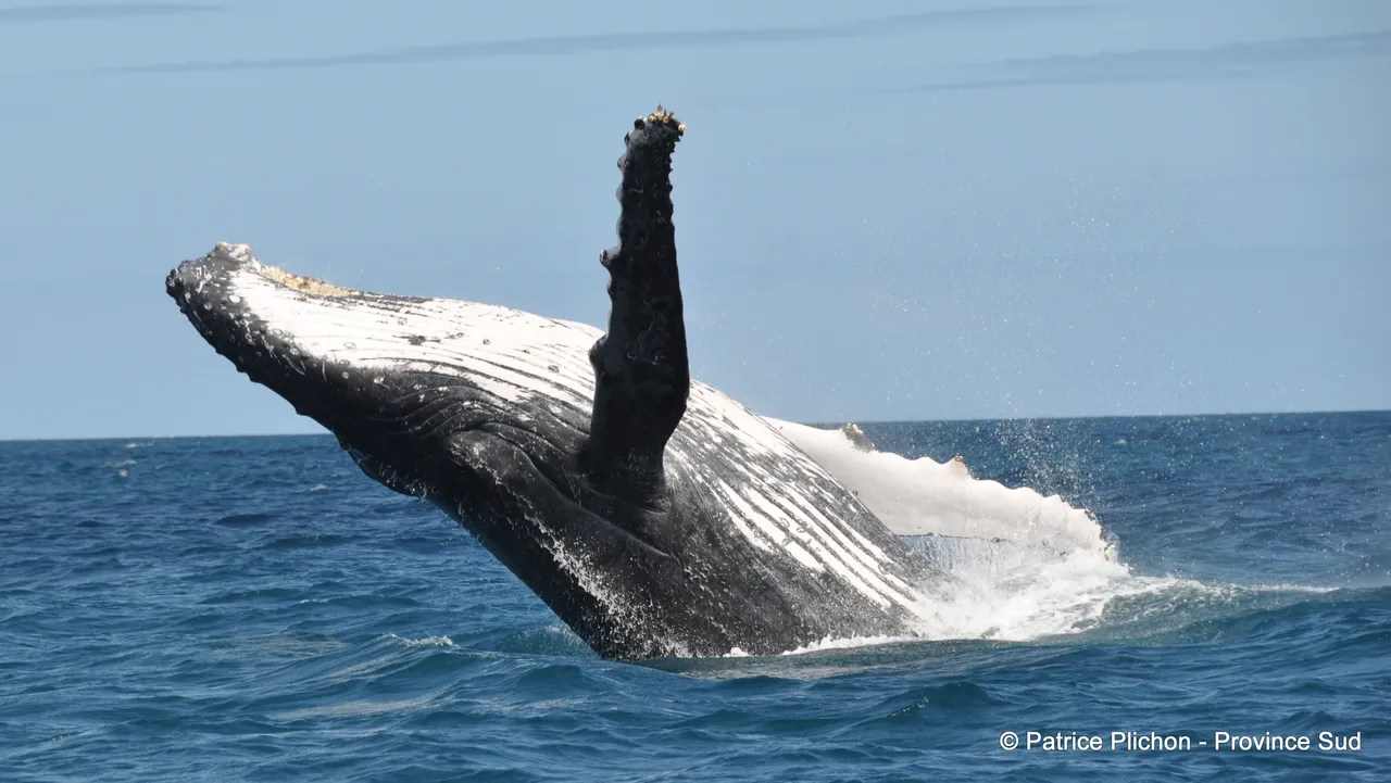 Whale jump