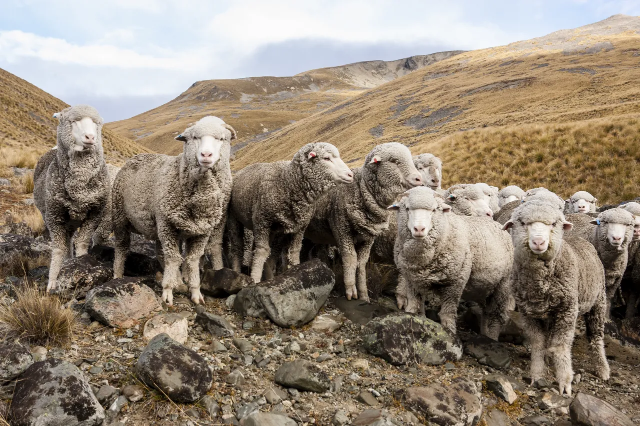 Our Wool - Dalrachney Station