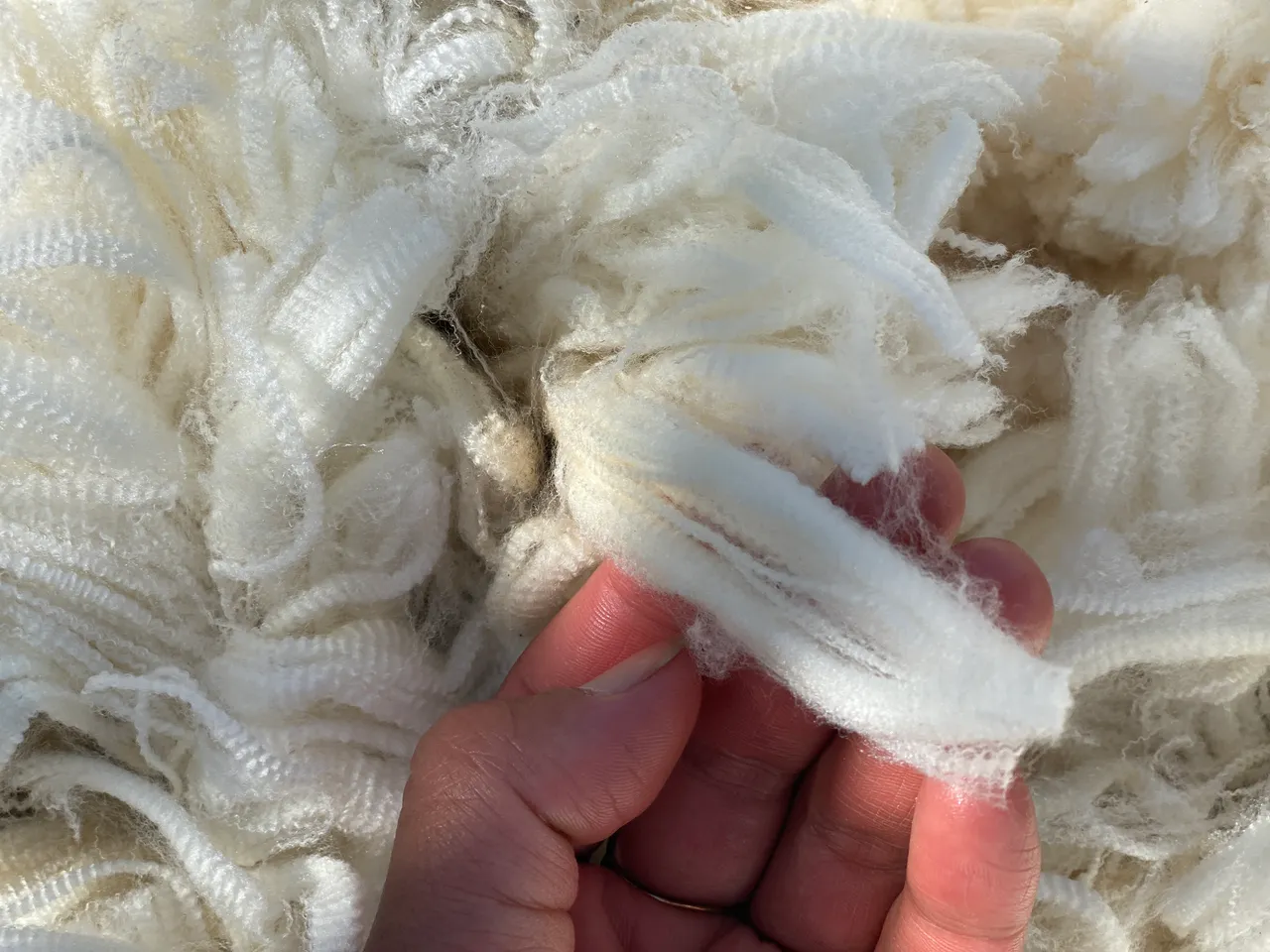 Our Wool