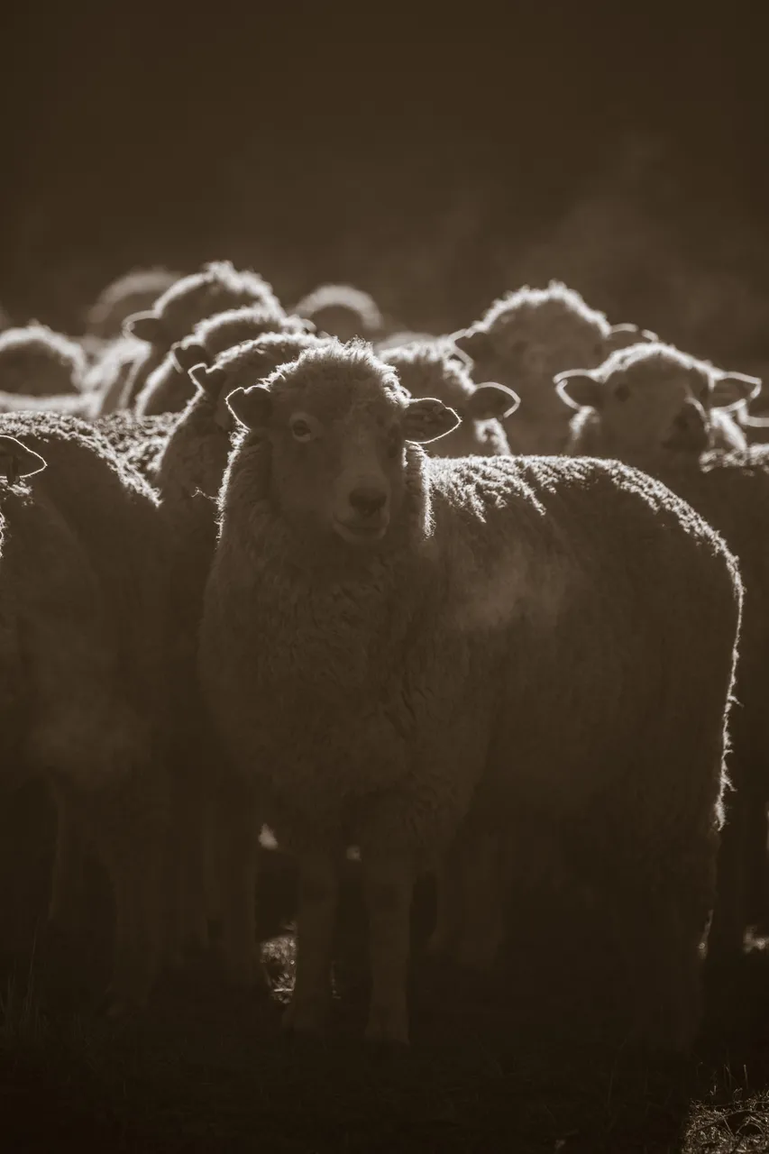 MR_Sheep_TuohysGully_Press_c_AaronMadigan_MR_TuohysGully_Press_c_AaronMadigan_20240724-_18A1080