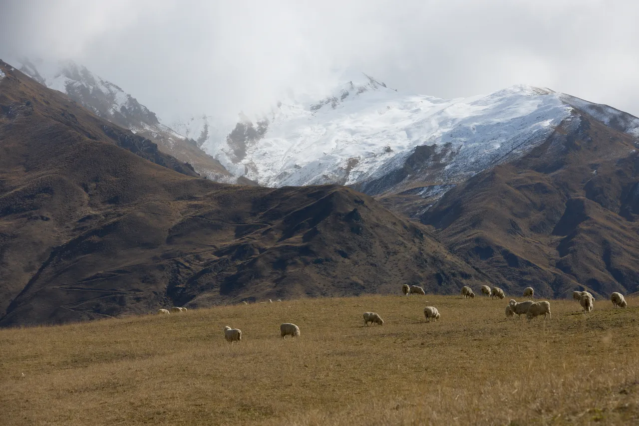 Cardrona_Sheep_2025