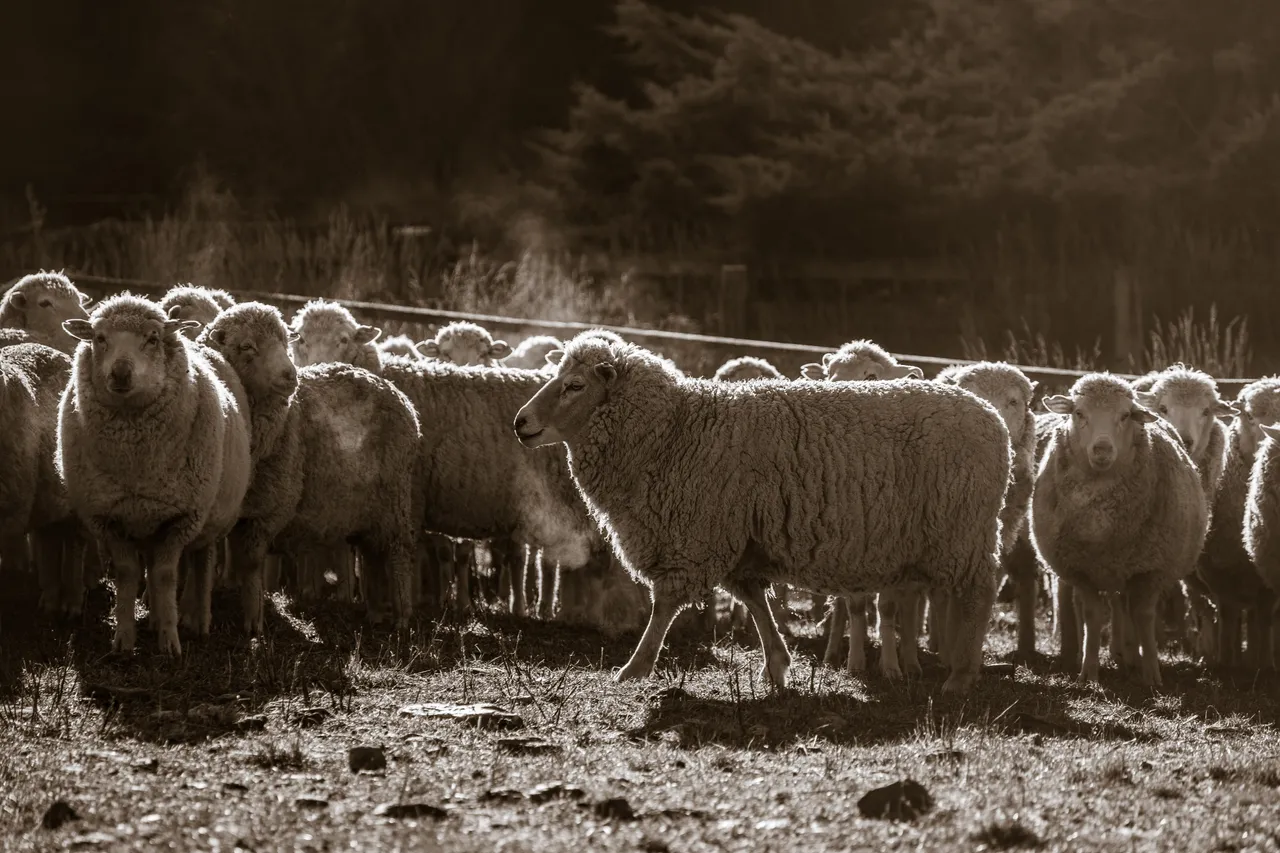 MR_Sheep_TuohysGully_Press_c_AaronMadigan_MR_TuohysGully_Press_c_AaronMadigan_20240724-_18A1132