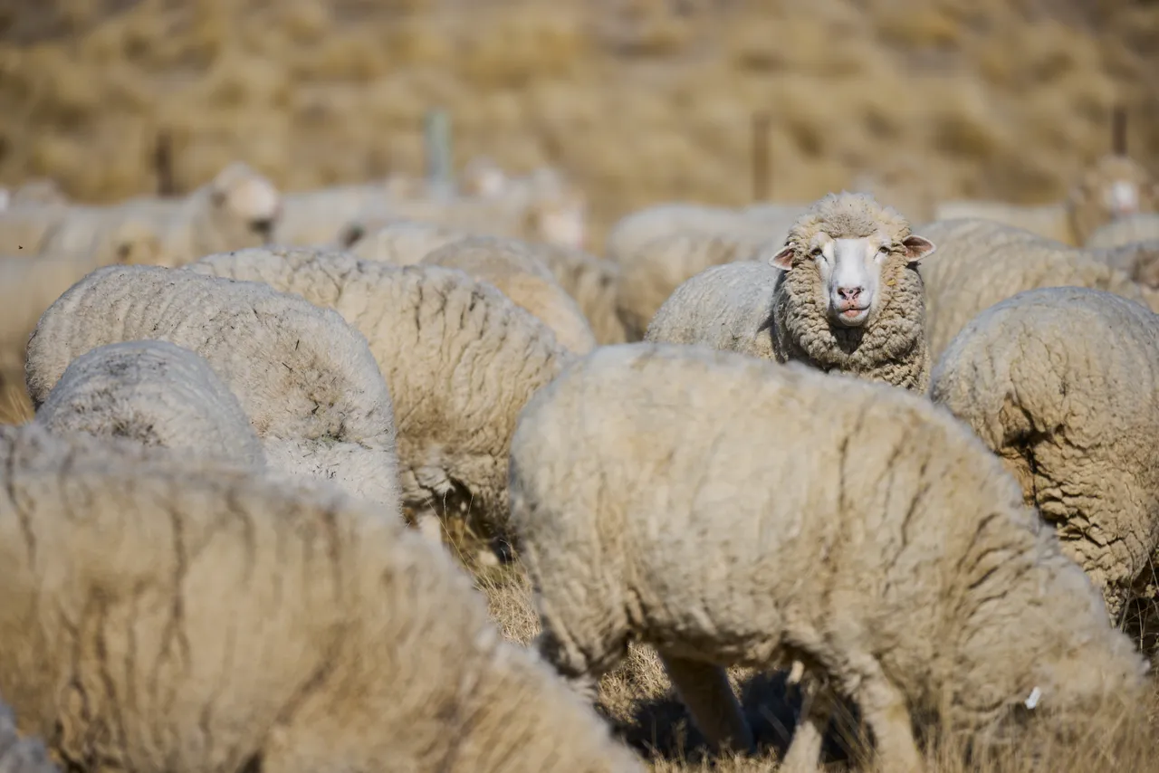 DalrachneyStation_Sheep_2025_1