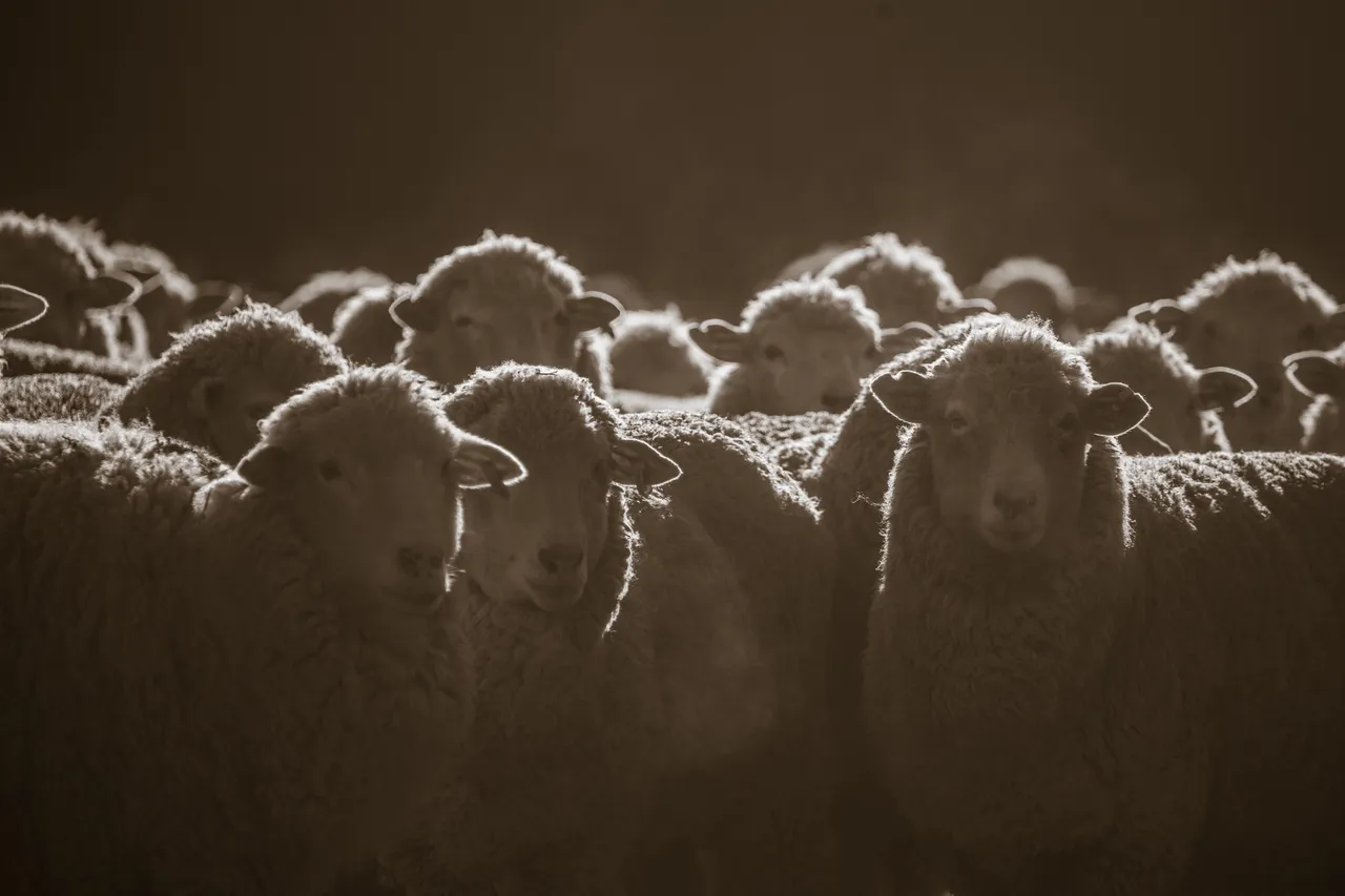 MR_Sheep_TuohysGully_Press_c_AaronMadigan_MR_TuohysGully_Press_c_AaronMadigan_20240724-_18A1072