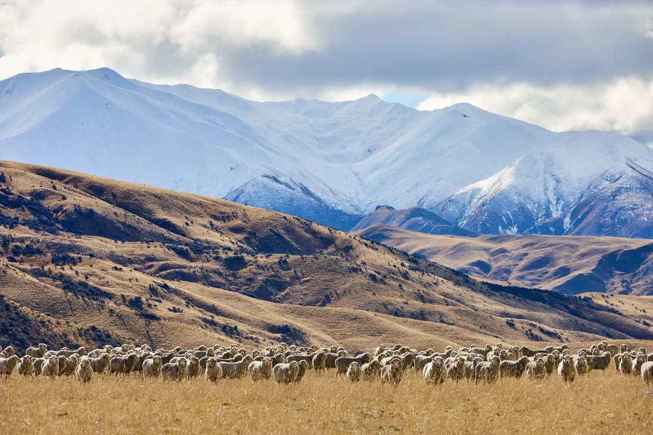 Cardrona_Sheep_2025.4