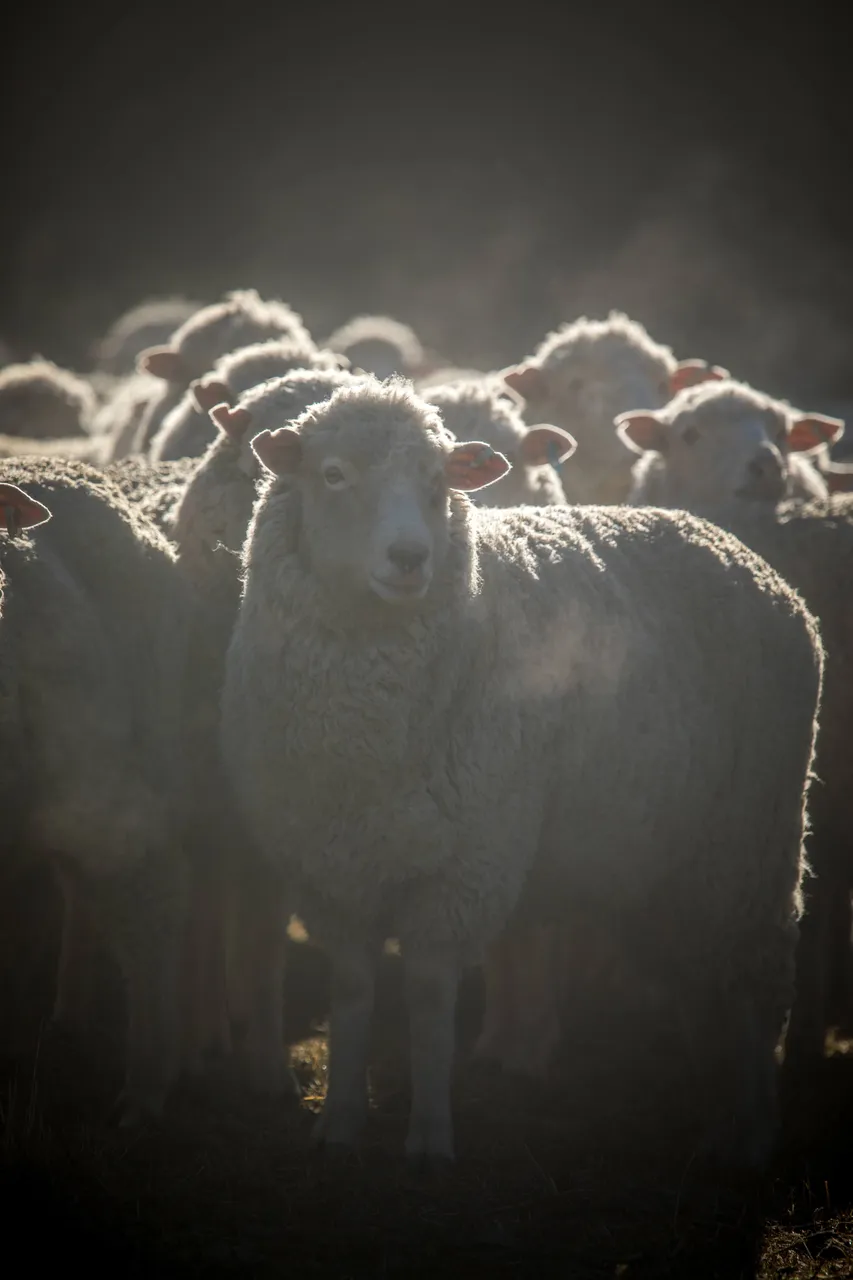 MR_Sheep_TuohysGully_Press_c_AaronMadigan_MR_TuohysGully_Press_c_AaronMadigan_20240724-_18A1080-2
