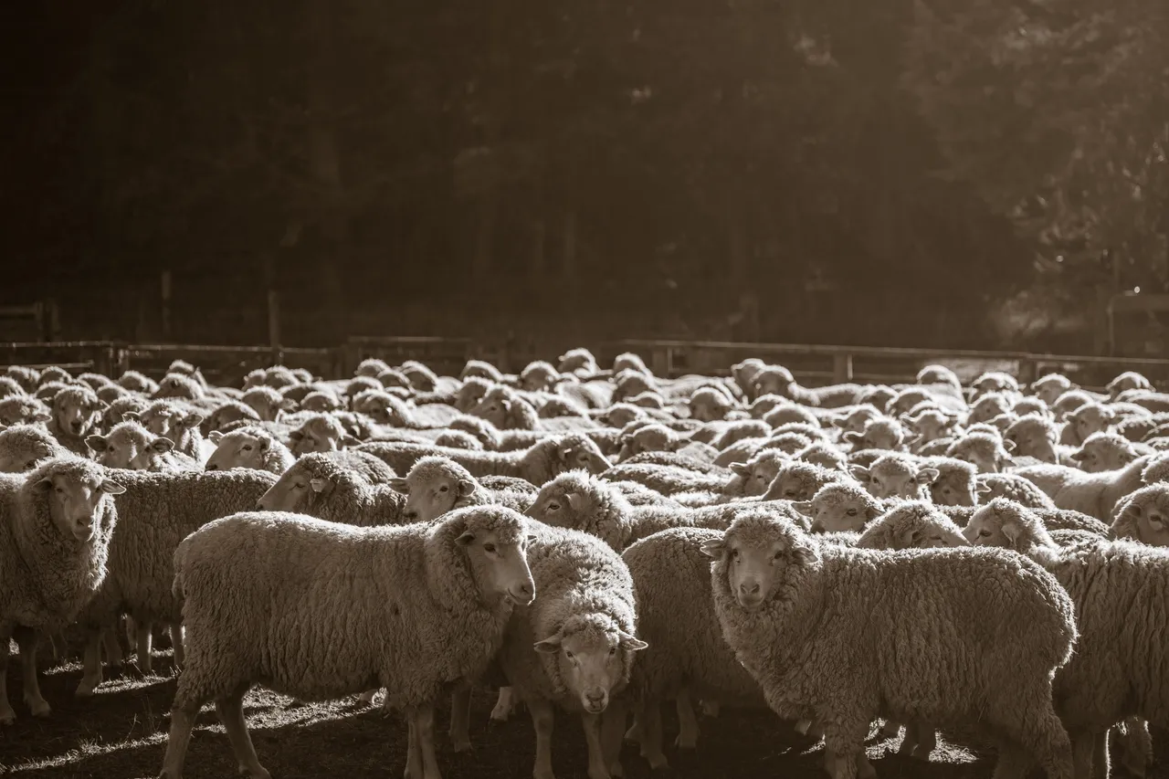 MR_Sheep_TuohysGully_Press_c_AaronMadigan_MR_TuohysGully_Press_c_AaronMadigan_20240724-_18A1188