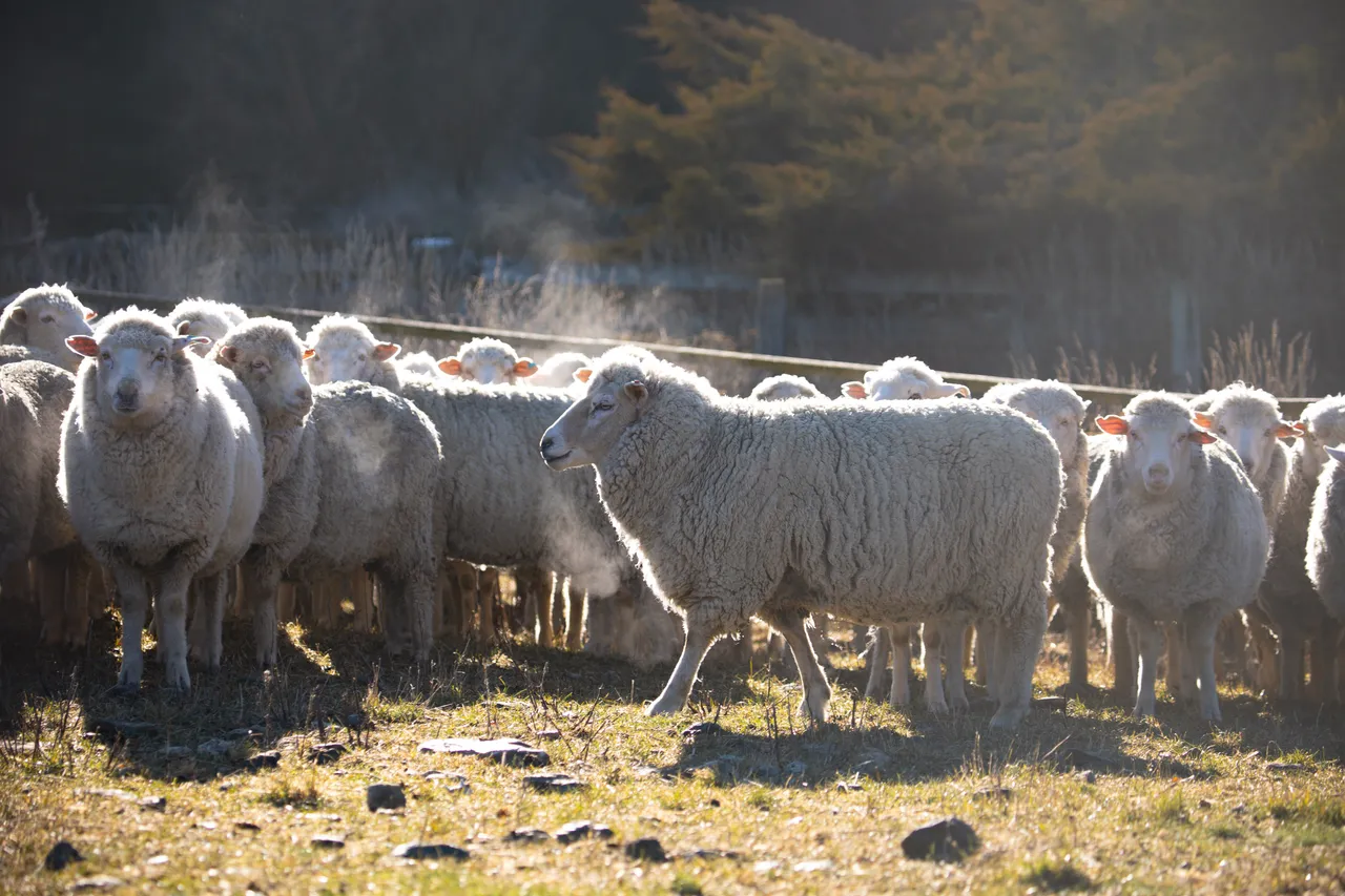 MR_Sheep_TuohysGully_Press_c_AaronMadigan_MR_TuohysGully_Press_c_AaronMadigan_20240724-_18A1132-2