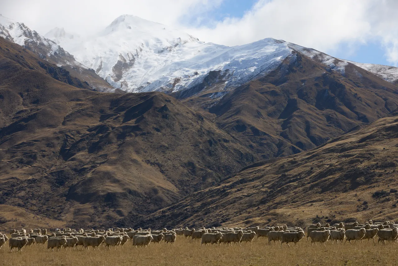 Cardrona_Sheep_2025.3