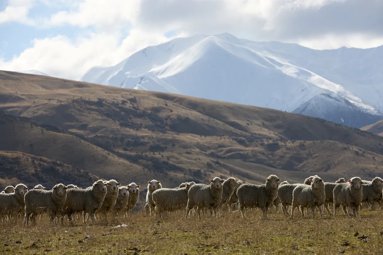 Cardrona_Sheep_2025.2