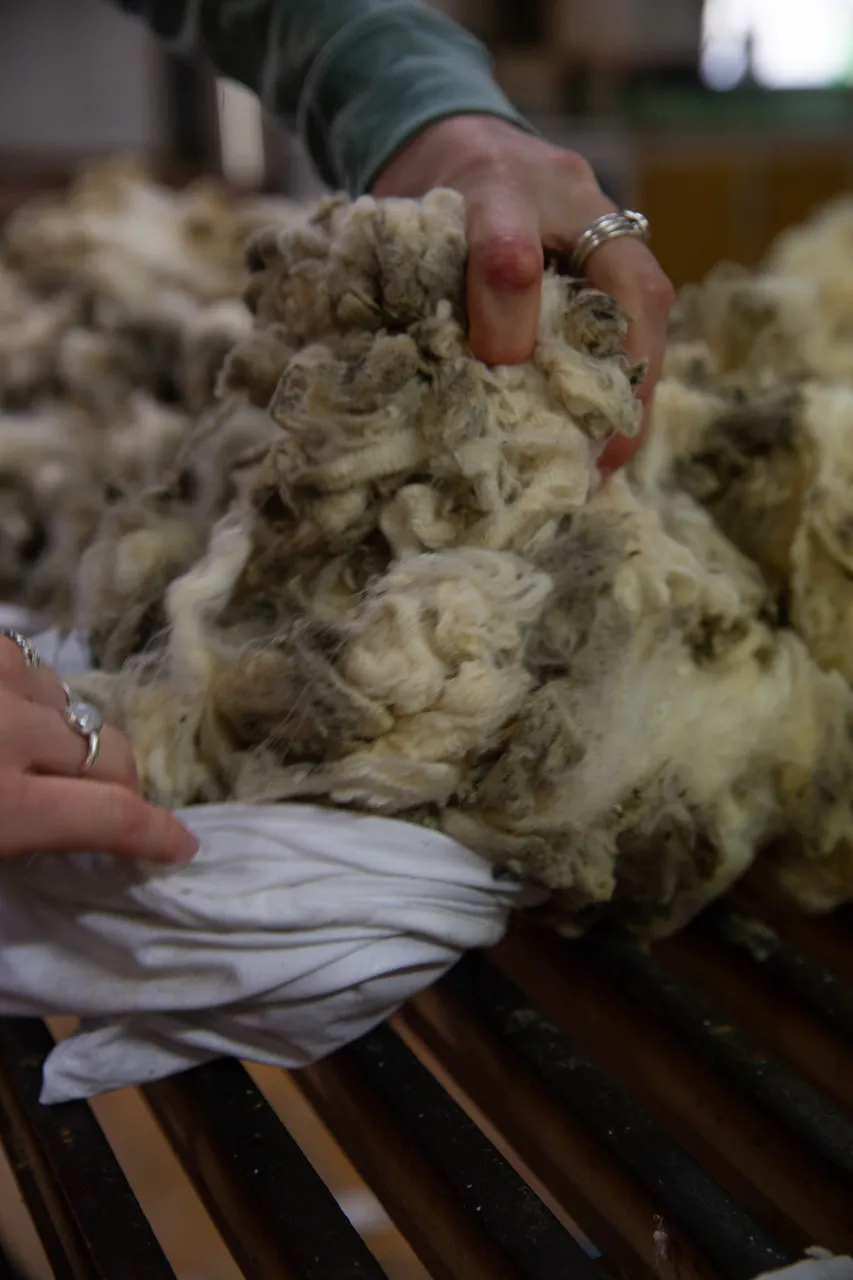 MR_Wool_TuohysGully_Press_c_AaronMadigan_20240724-_18A0192