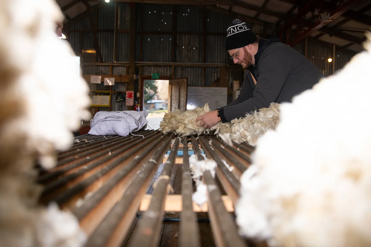 MR_Wool_TuohysGully_Press_c_AaronMadigan_20240724-_18A0189-2