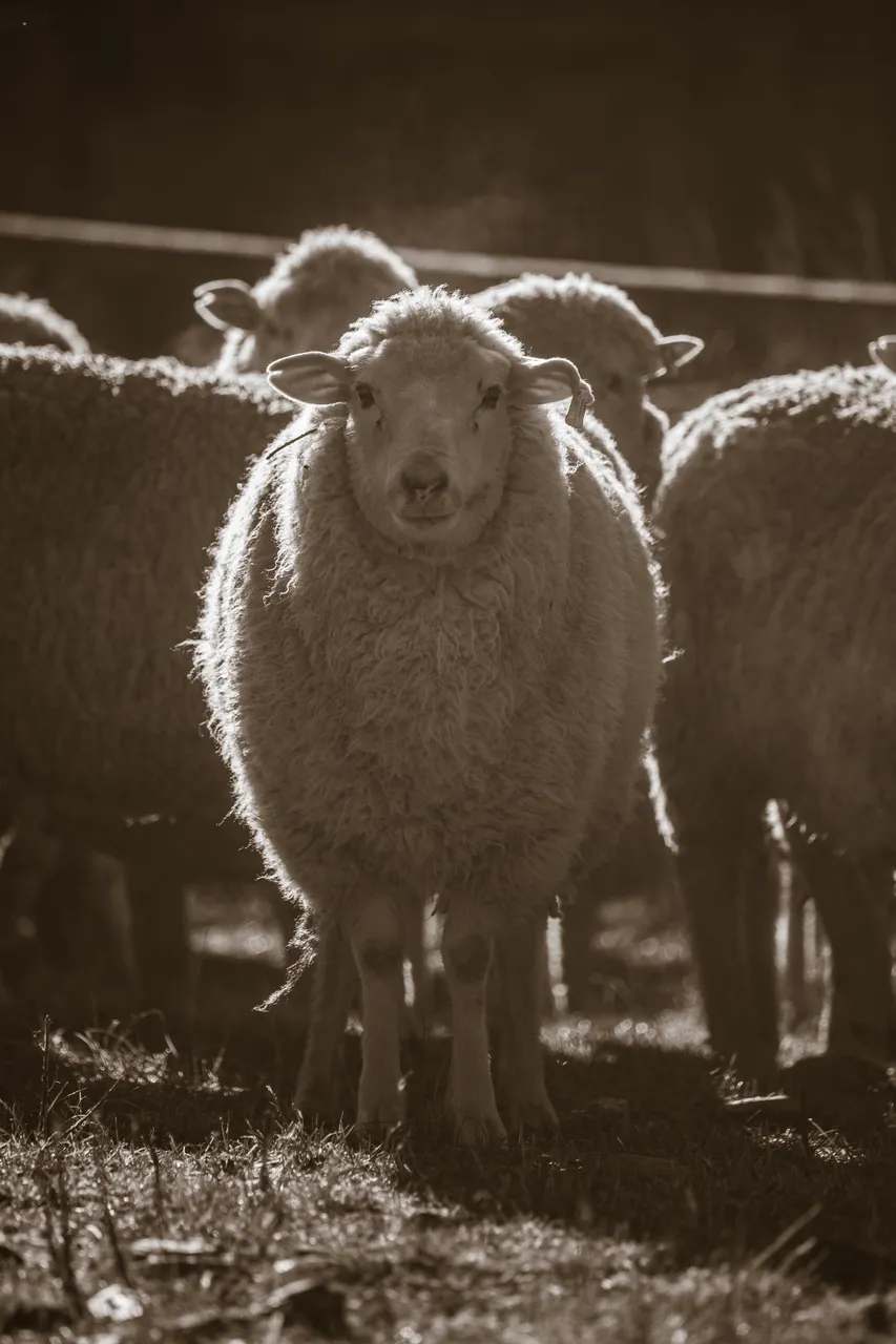 MR_Sheep_TuohysGully_Press_c_AaronMadigan_MR_TuohysGully_Press_c_AaronMadigan_20240724-_18A1119