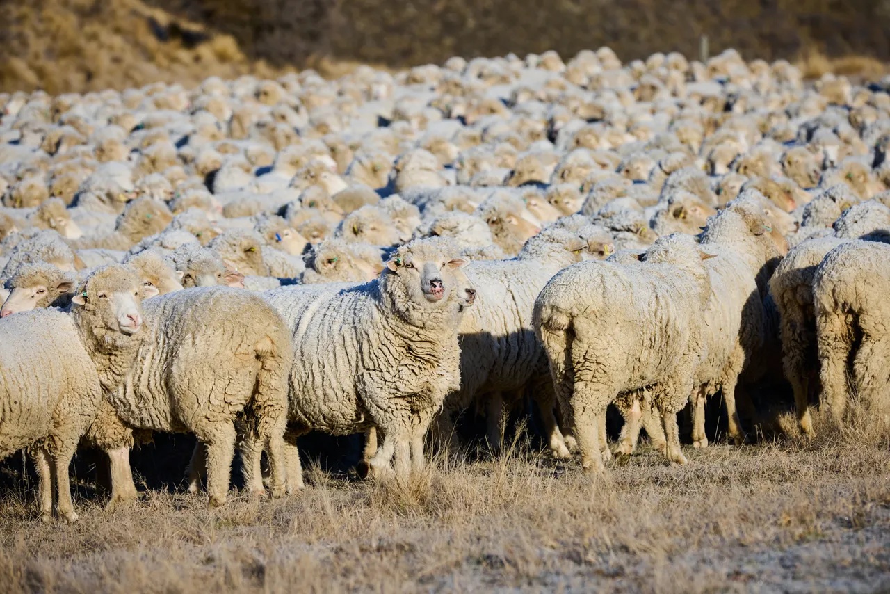 DalrachneyStation_Sheep_2025