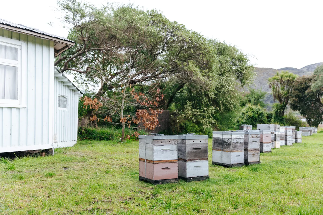 BeeBox 20