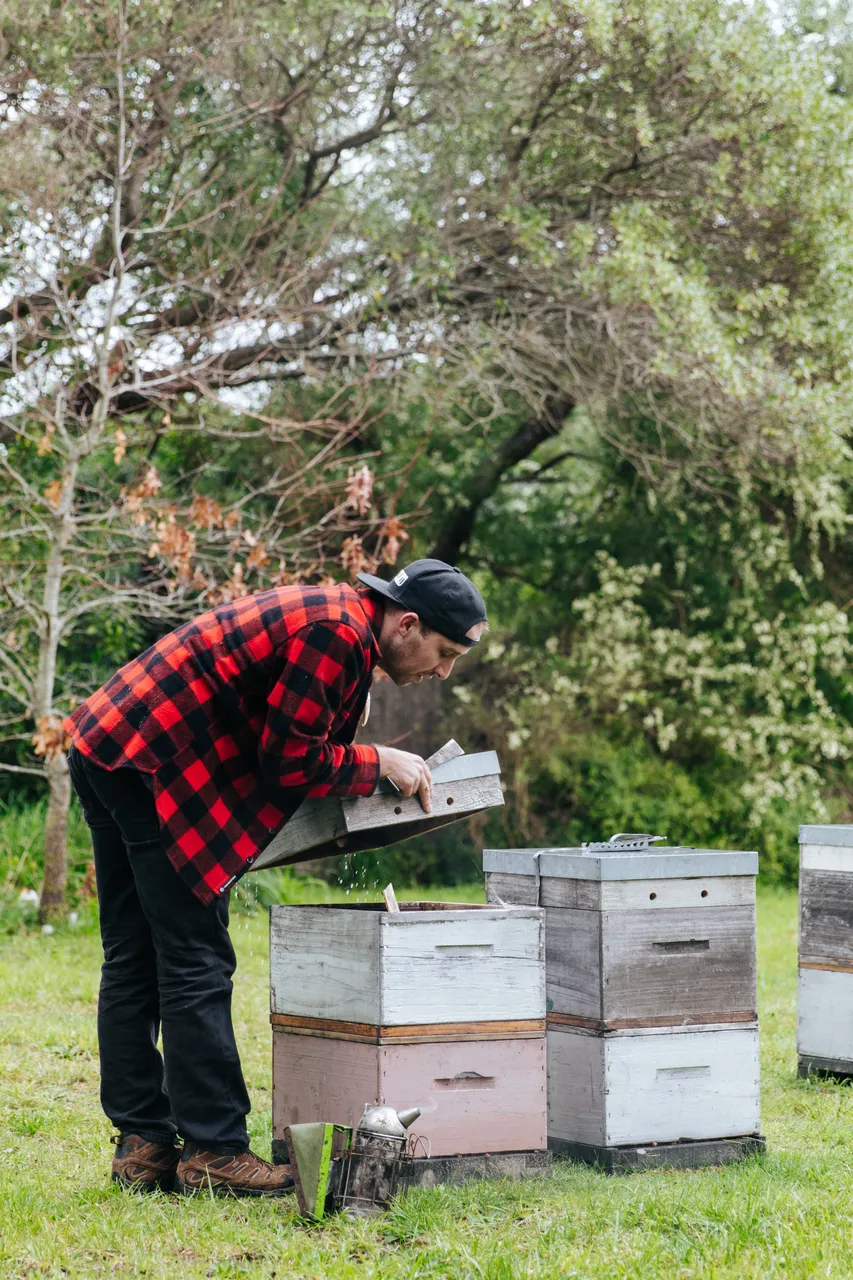 BeeBox 22