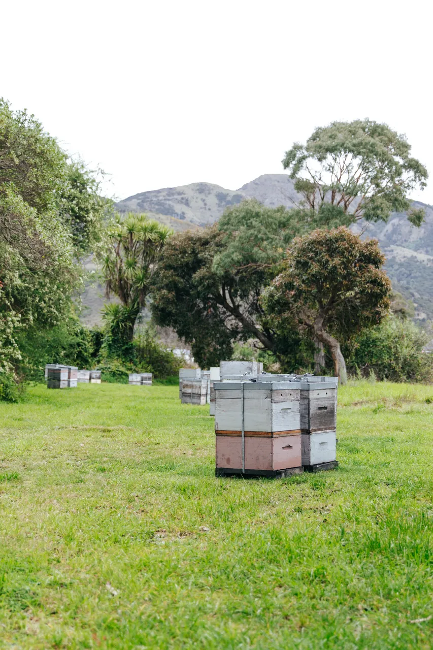 BeeBox 19