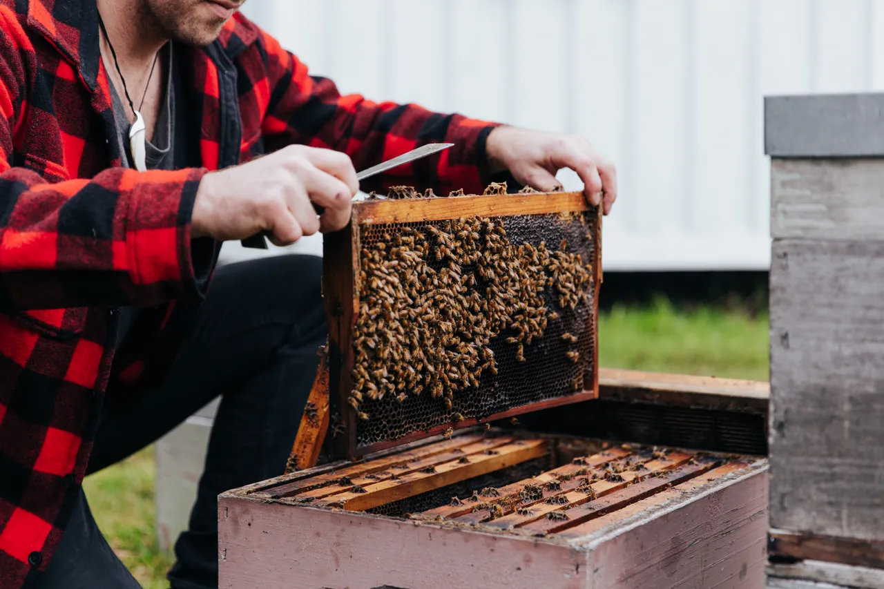 BeeBox 28